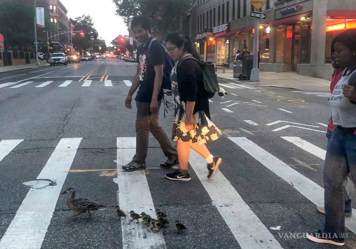 $!Equipo SWAT rescata a patitos de una alcantarilla en Nueva York