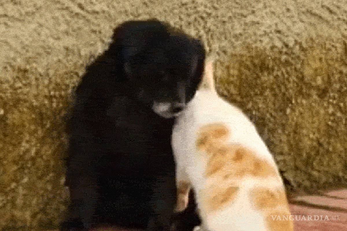 La gata acosadora y el perro indeciso, video de Facebook que se ha vuelto viral