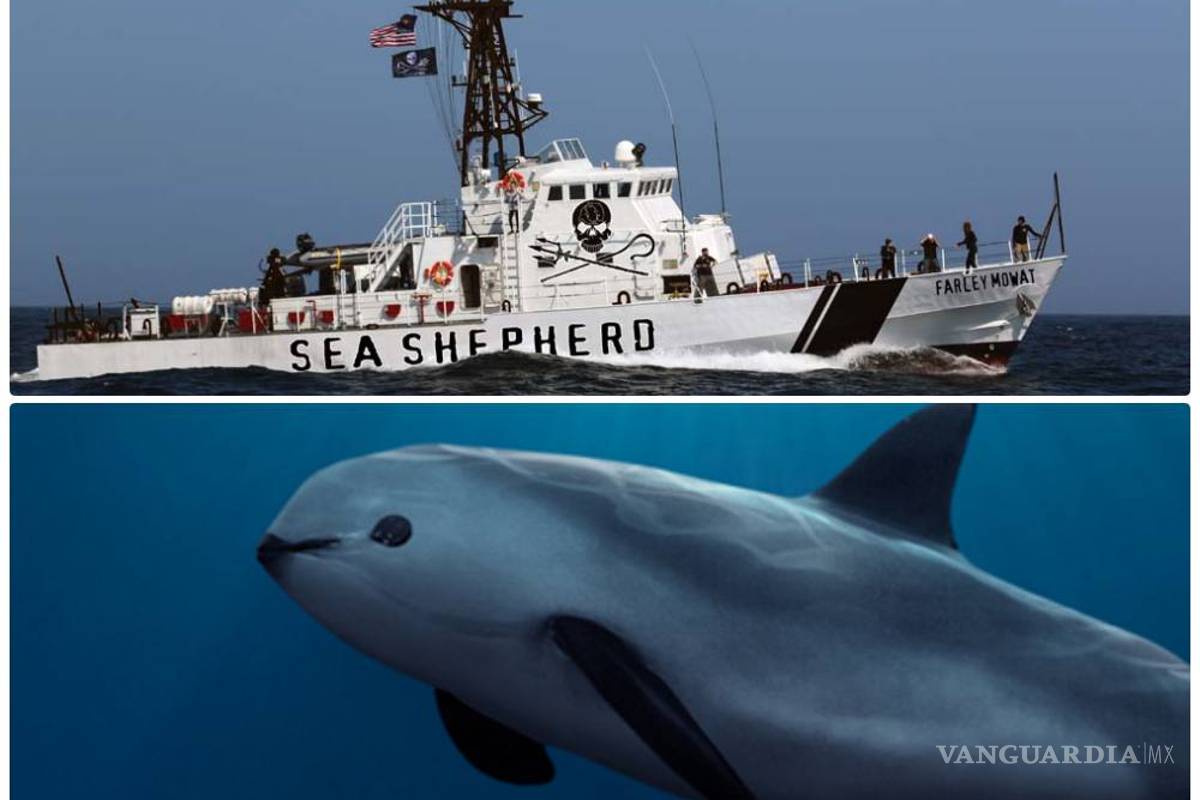 Sea Shepherd refuerza defensa de la vaquita marina