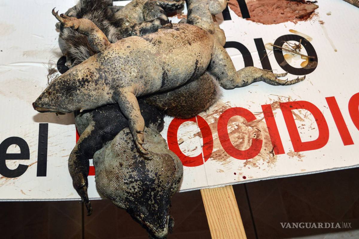 Así destruyeron el manglar de Tajamar, en Quintana Roo