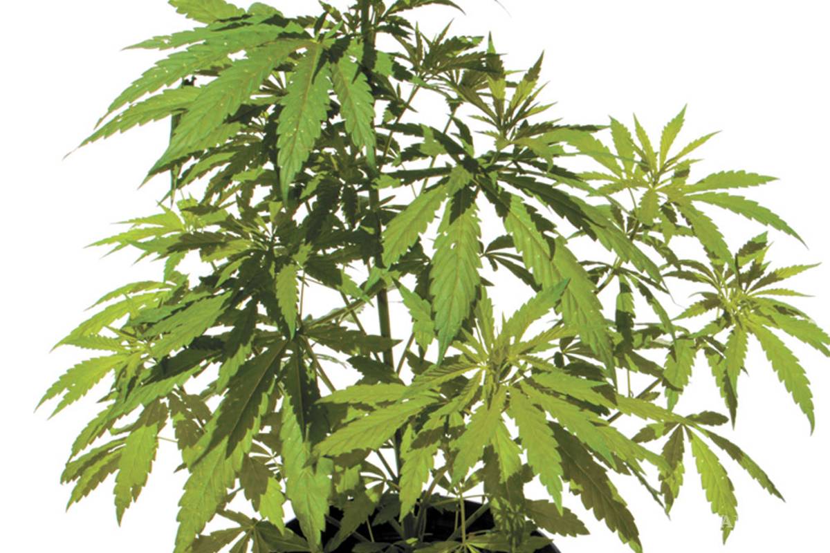 Discutirán en Coahuila consumo legal de la mariguana en México