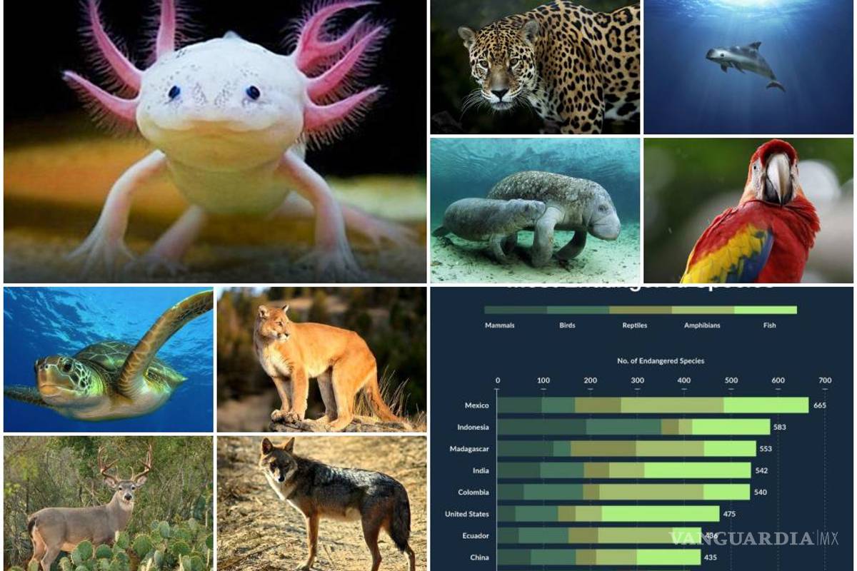 $!México ocupa un muy lamentable primer lugar con más especies en peligro de extinción del mundo