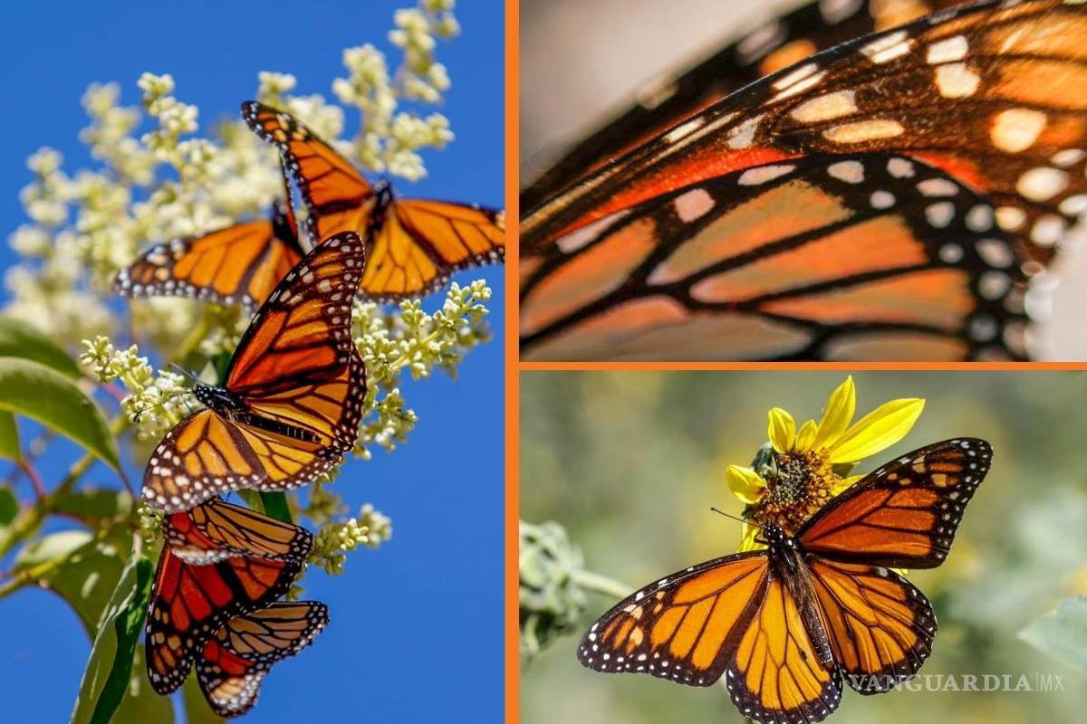 Fotógrafos saltillenses captan paso de Mariposa Monarca por la ciudad; imágenes se hacen virales