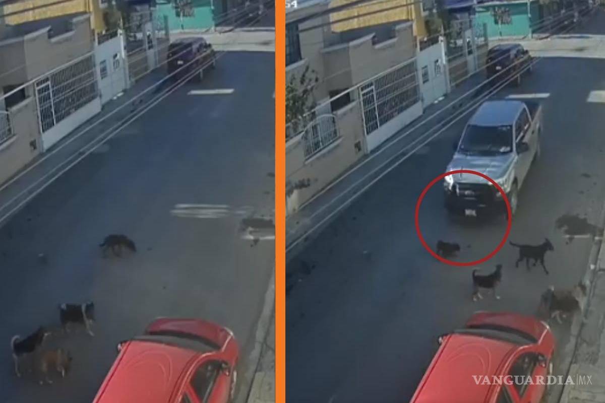 Saltillo: vecinos buscan a conductor que atropelló (y mató) intencionalmente a perrito (video)