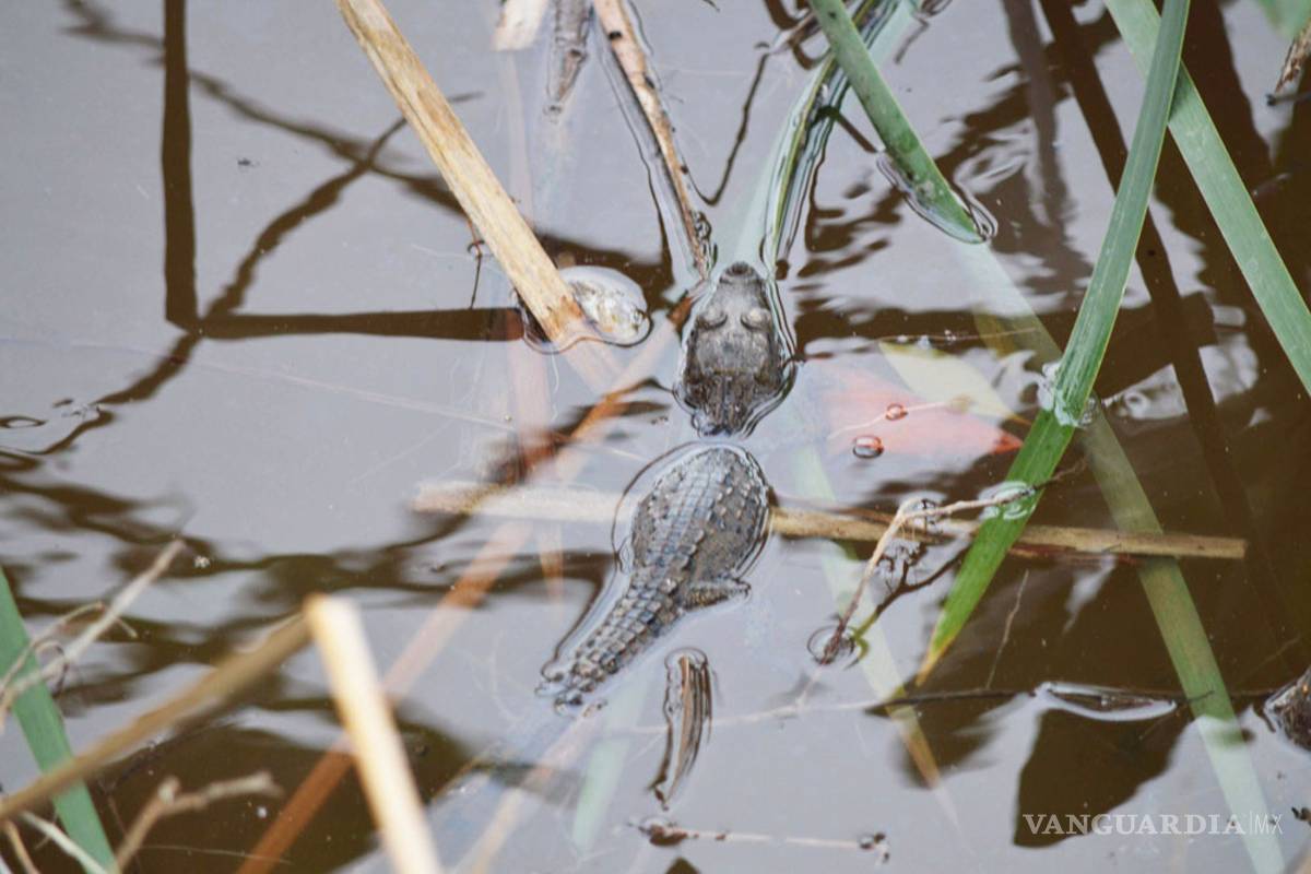 $!Así destruyeron el manglar de Tajamar, en Quintana Roo