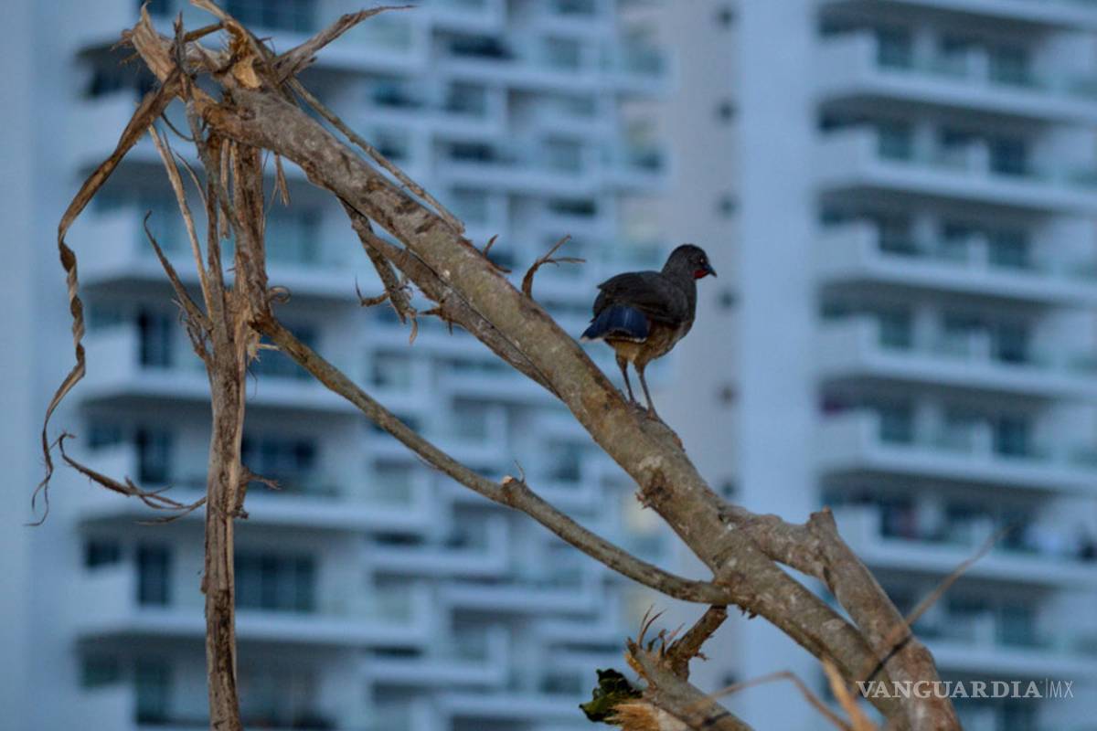 $!Así destruyeron el manglar de Tajamar, en Quintana Roo