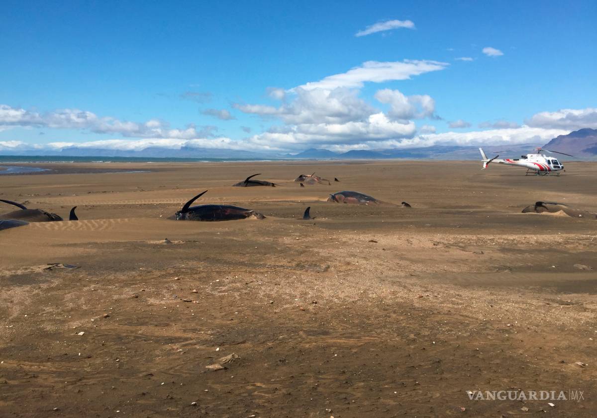$!50 ballenas piloto son encontradas muertas Islandia