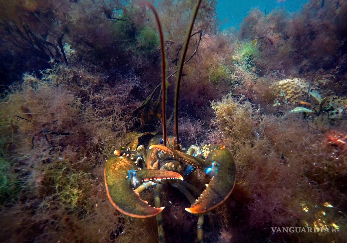 $!Calentamiento global reducirá la fauna marina