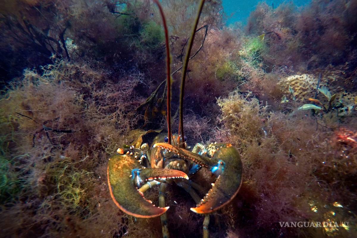 $!Calentamiento global reducirá la fauna marina
