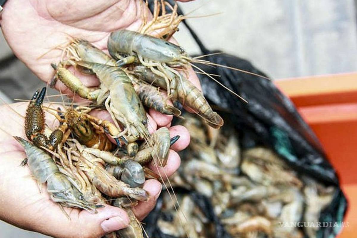 Pesca de camarón es incosteable y está en riesgo de desaparecer, señalan pescadores
