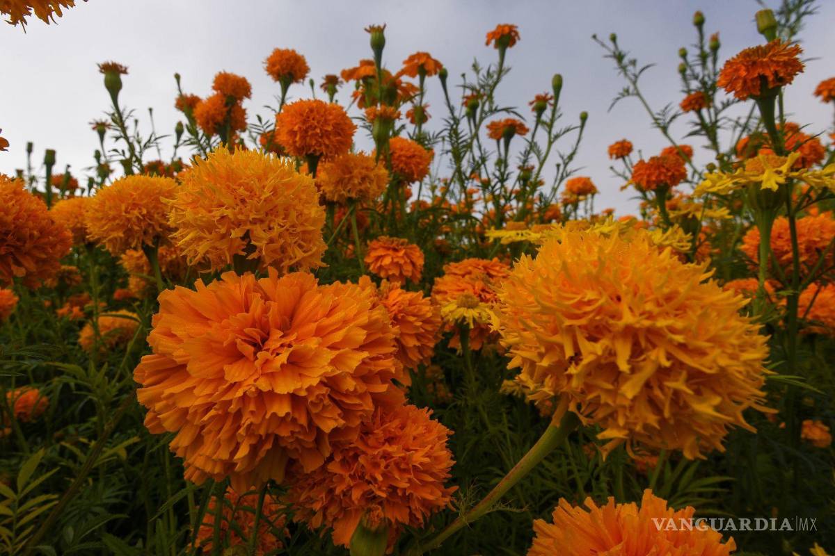 ¿Sabes cuál es la historia detrás de las flores de Cempasúchil?