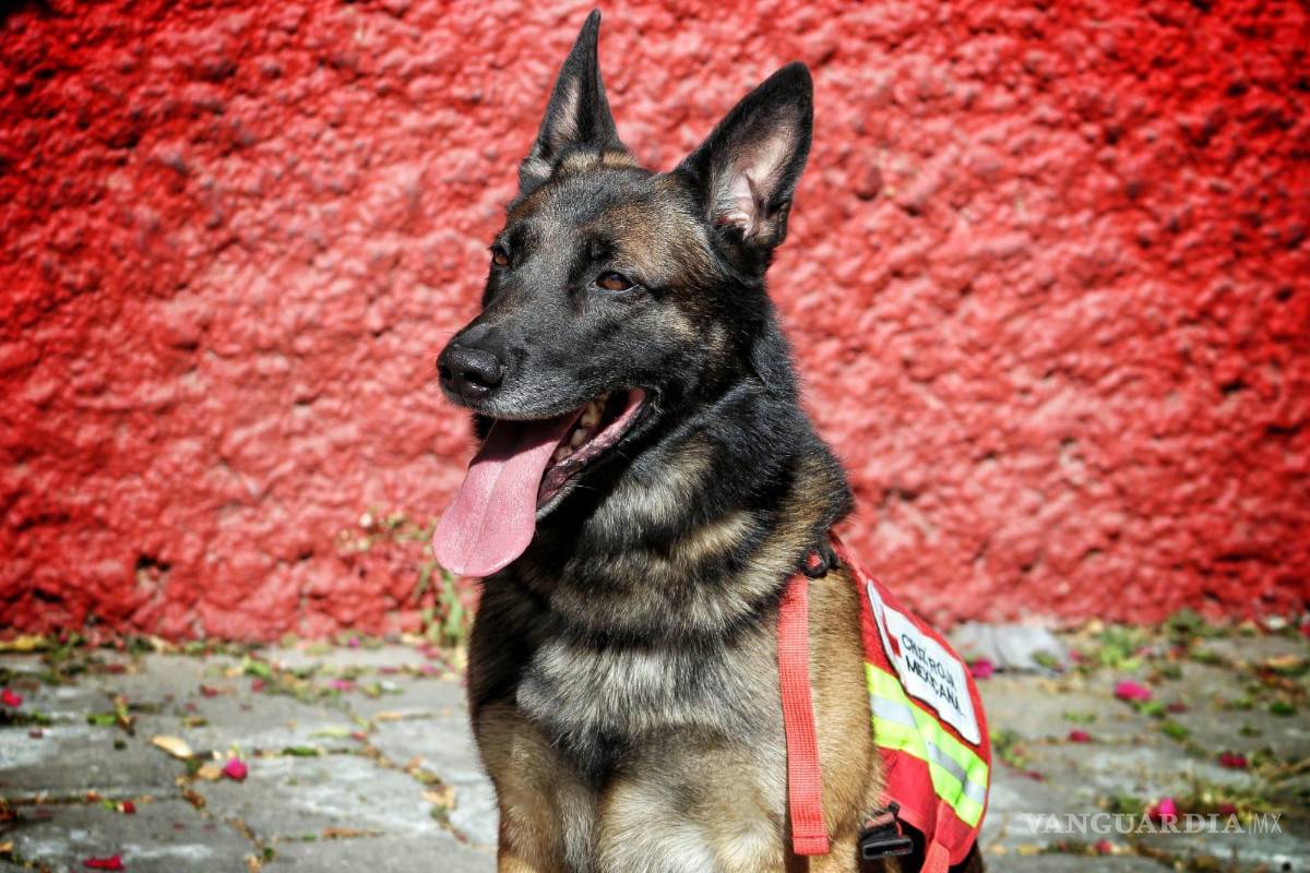 Balam, Orly, July, Rex los perritos rescatistas de la Cruz Roja Mexicana que ayudarán en Turquía