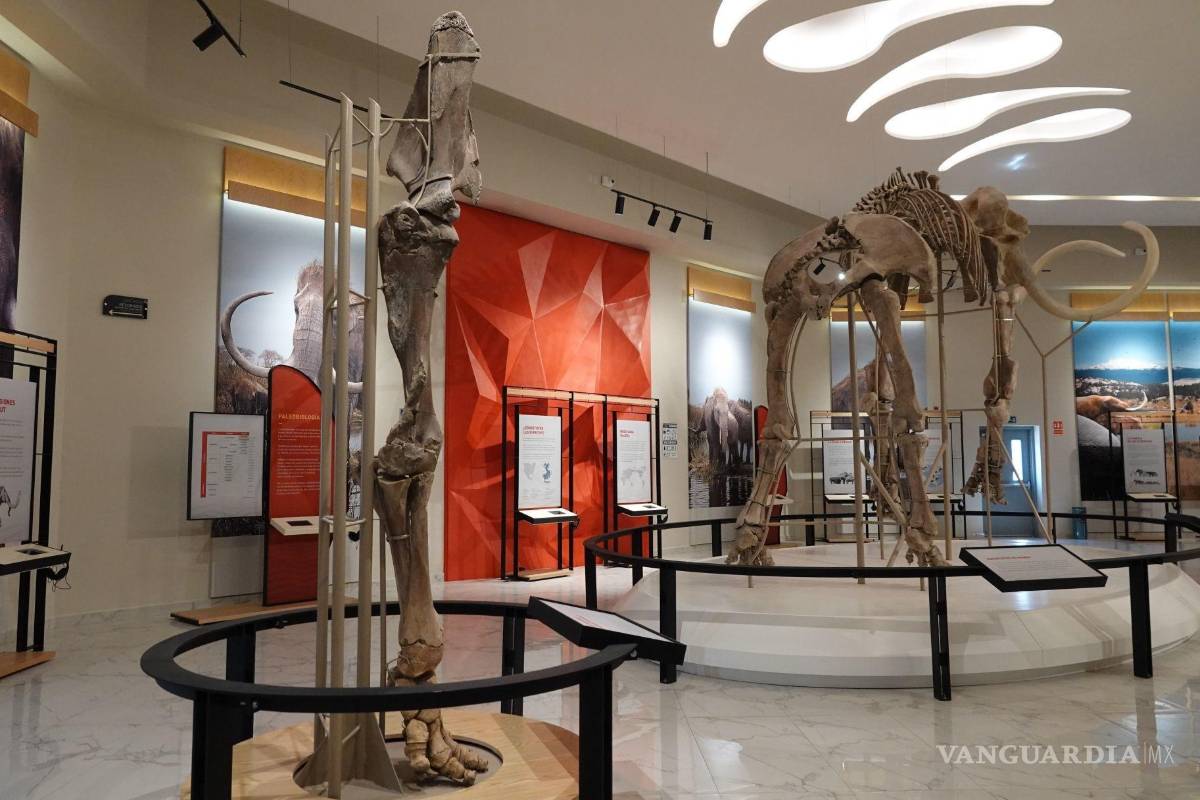 Abren Museo del Mamut en Santa Lucía