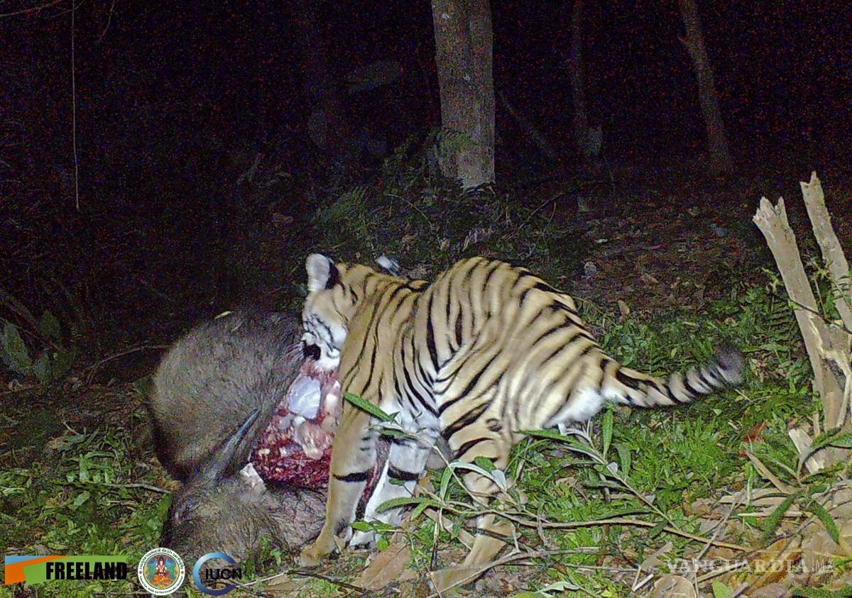 $!En esta foto tomada con una cámara trampa, un tigre de tres patas camina por la jungla en el Parque Nacional Khao Laem en Kanchanaburi, Tailandia. AP/Freeland/IUCN