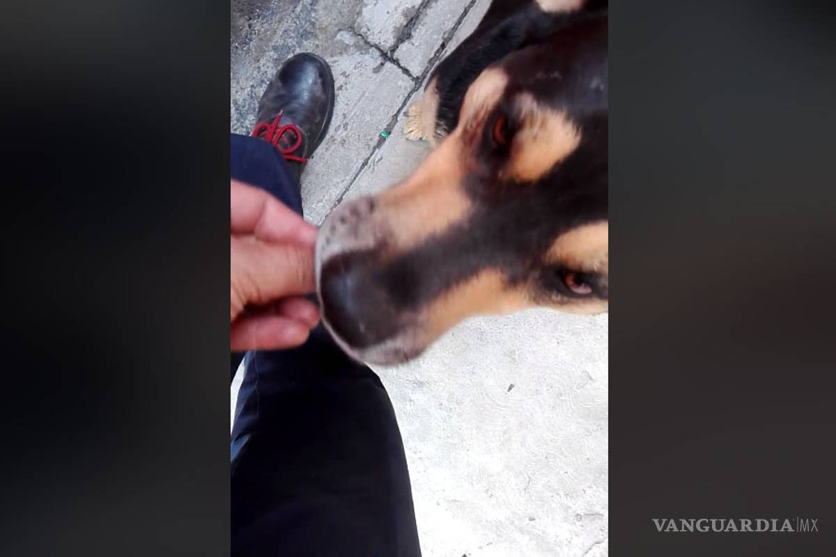 Video del perrito que pide dinero para 'comprar' su comida ya ha sido compartido más de ¡400 mil veces!