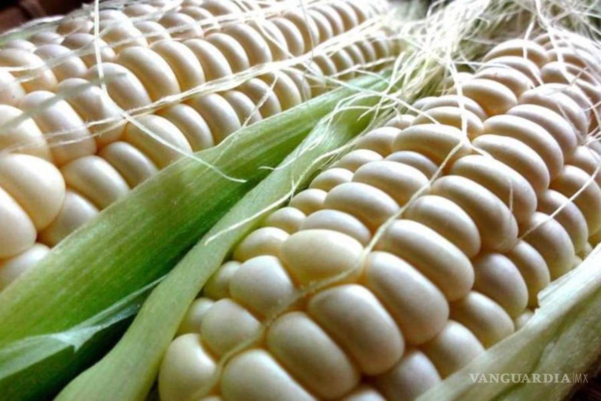 AMLO firma decreto en que se establece arancel del 50% en maíz blanco