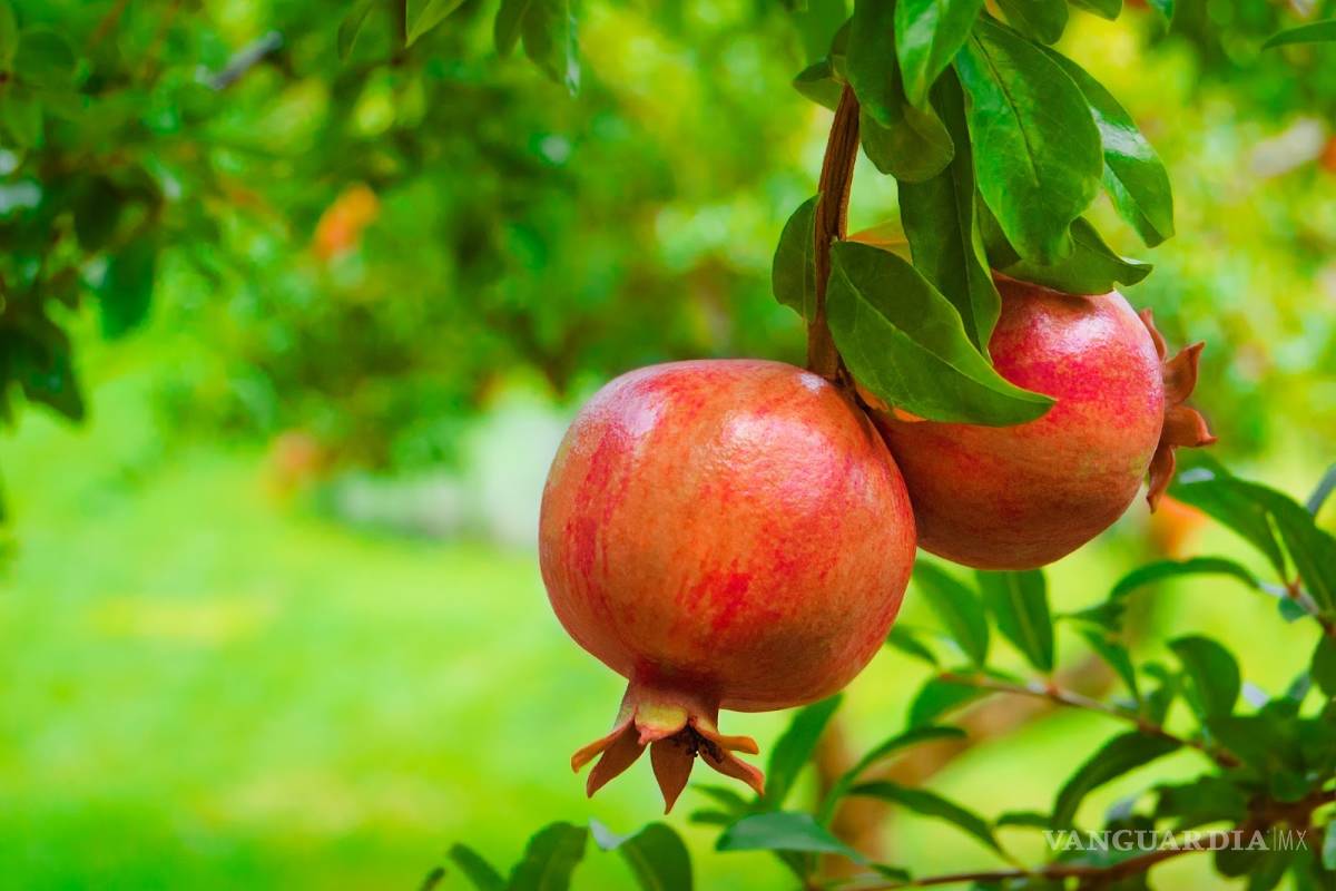 Científicos en Saltillo creen que cáscara de granada podría prevenir el cáncer