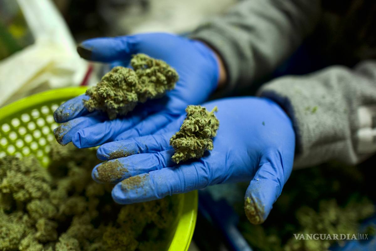 $!33 estados piden abrir las puertas del sistema bancario de EU a la industria de la marihuana