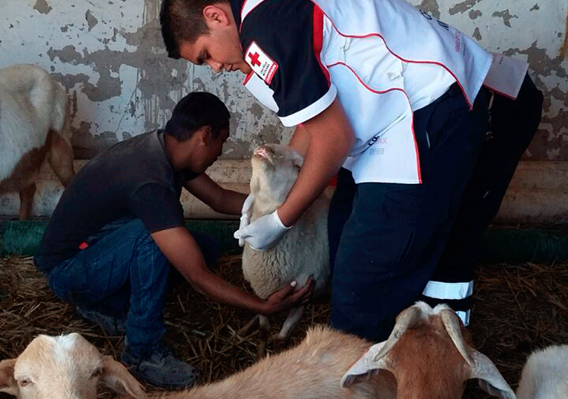 Para-médicos de Cruz Roja de Parras, apoyaron a dar a luz a una borrega