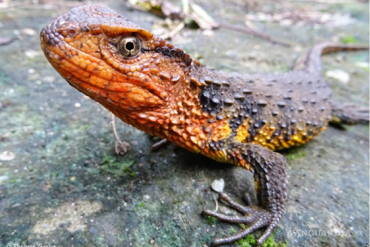 Descubren 115 nuevas especies de animales y plantas en el sudeste asiático