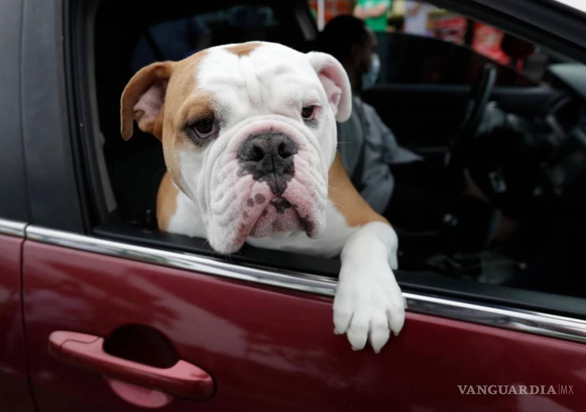 $!Zeus mira por la ventana del coche mientras su dueño recoge comida para mascotas en un banco de alimentos para mascotas en Miami Gardens, Florida.