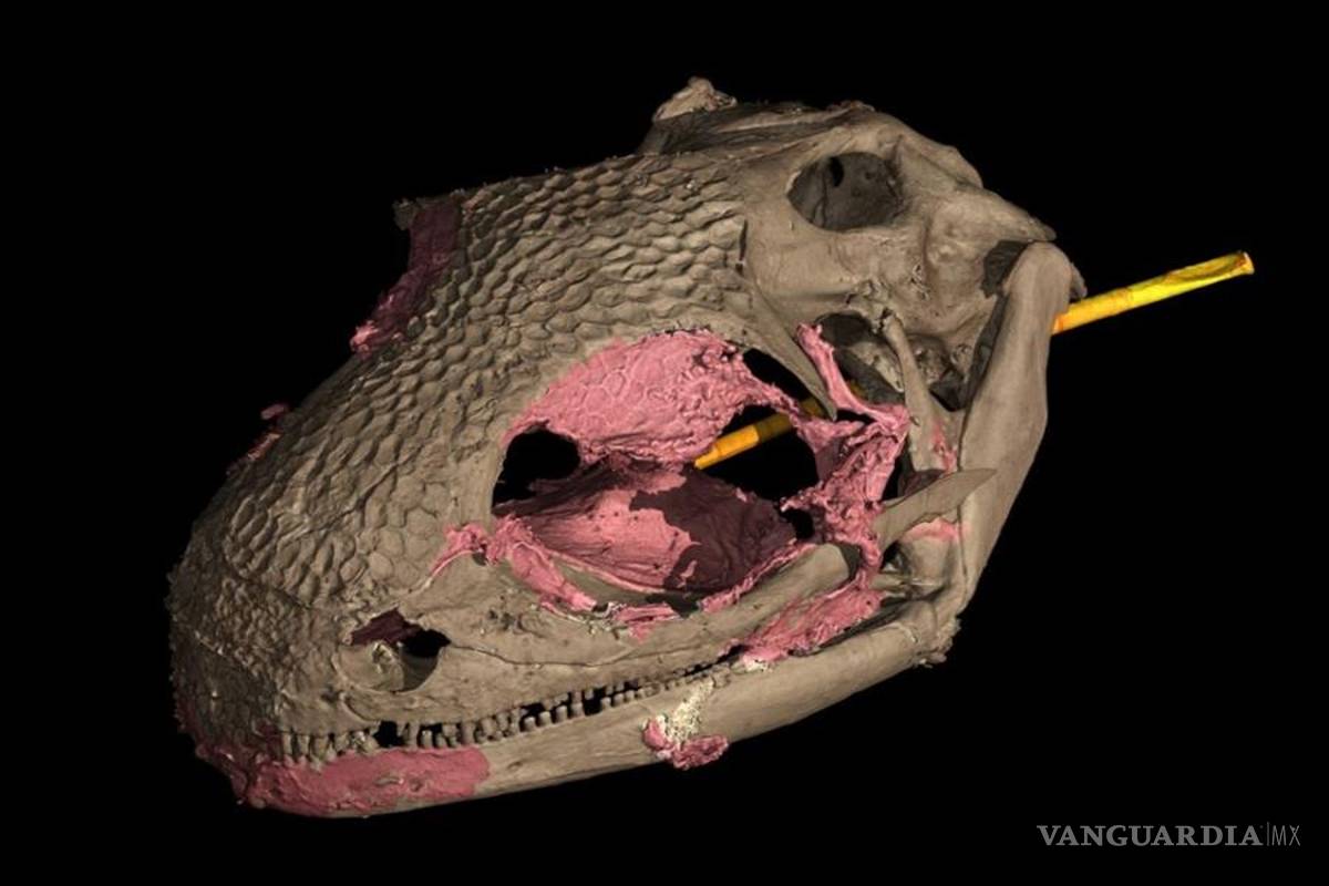 Yaksha perettii destrona al camaleón como el primer vertebrado con lengua proyectable