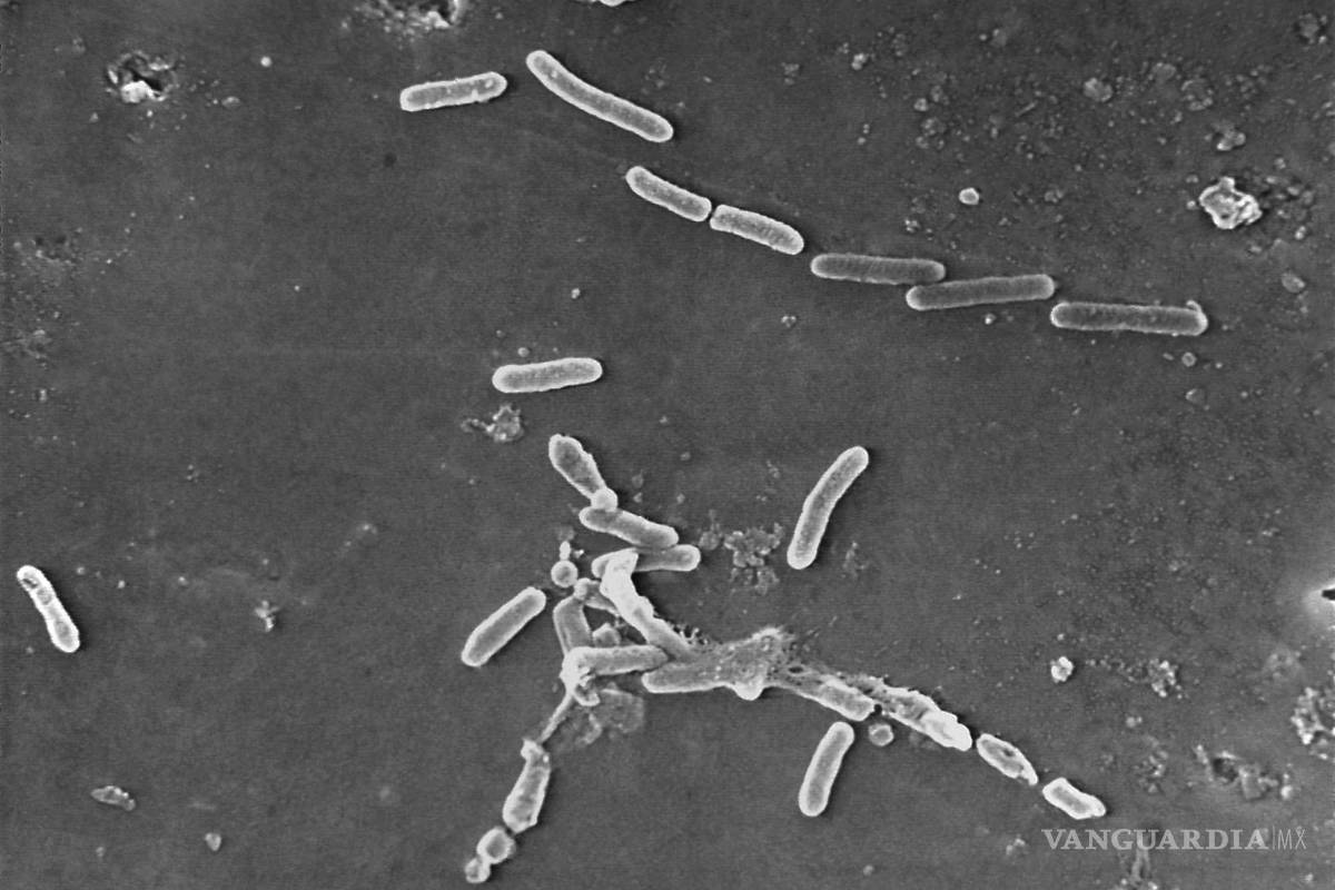 Superbacterias, resistentes a los antibióticos, causan más de 1.2 millones de muertes