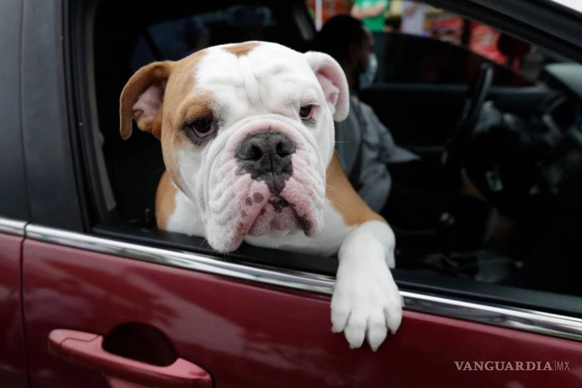 $!Zeus mira por la ventana del coche mientras su dueño recoge comida para mascotas en un banco de alimentos para mascotas en Miami Gardens, Florida.