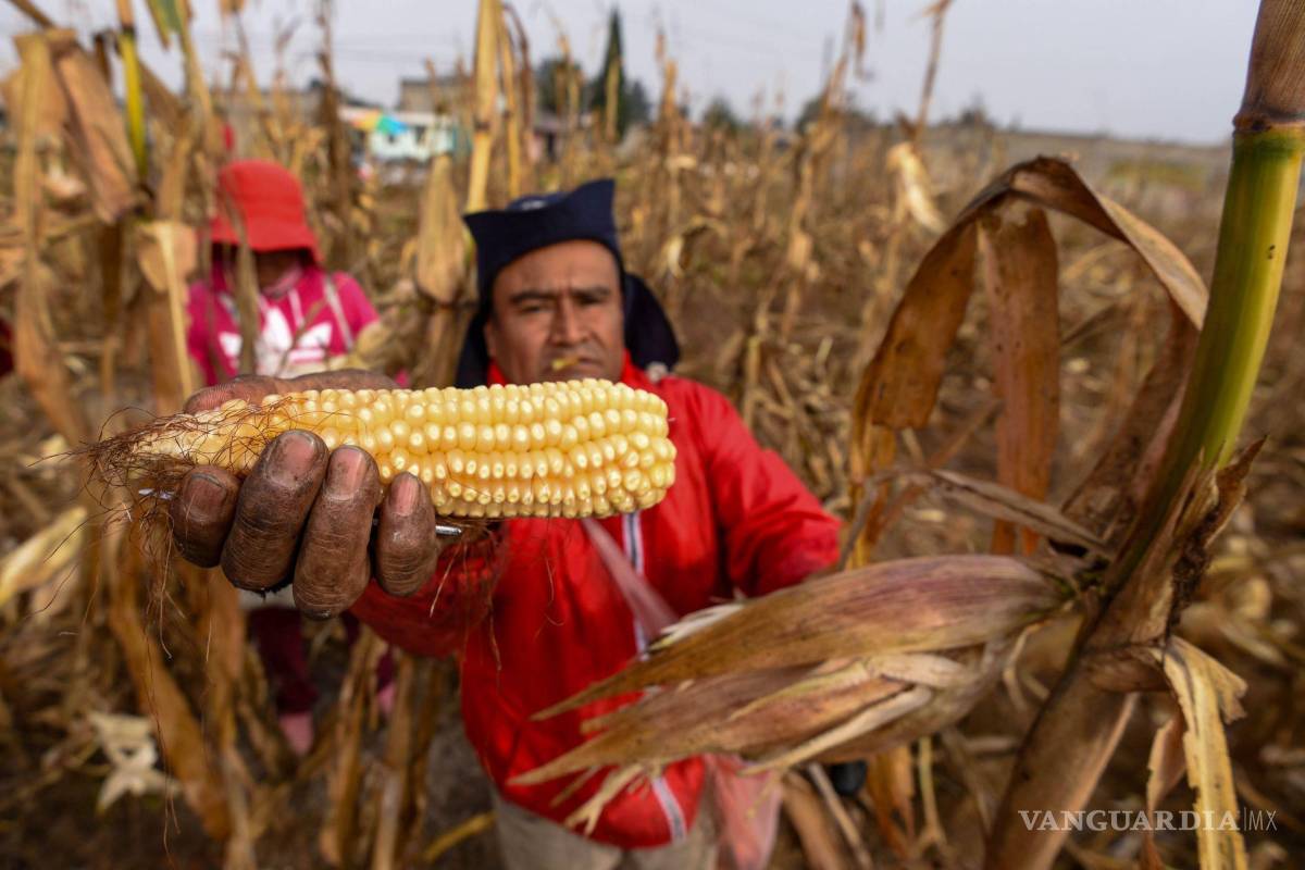 Navidad para el campo