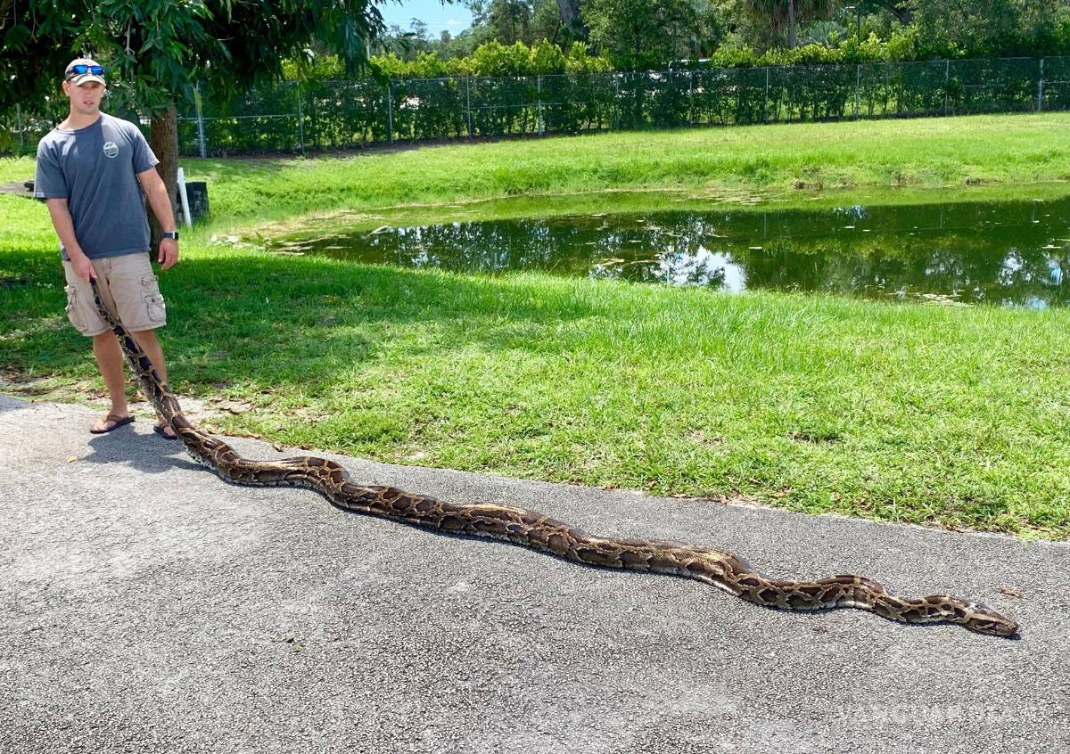 $!Fotografía del 30 de julio de 2019 cedida por la Comisión de la Fauna y la Pesca de Florida (FWC) donde aparece Kevin Reich mientras posa con una serpiente pitón de 17 pies y 9 pulgadas (5.47 metros) después de capturala en el parque Big Cypress en Florida. EFE/ Robert Edman/FWC