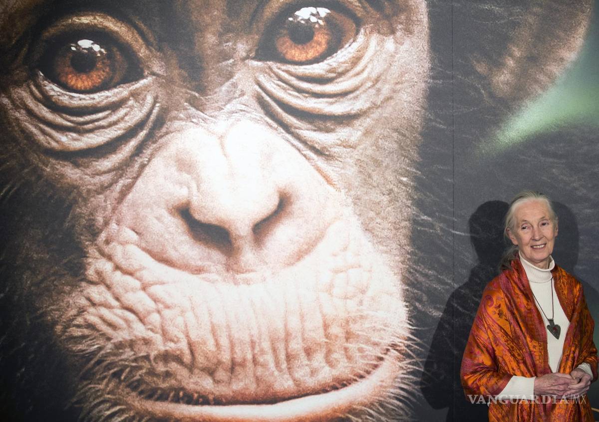 $!La antropóloga, primatóloga y experta en chimpancés británica Jane Goodall asistiendo al estreno de la película de Disney «Chimpancé» en París, Francia.