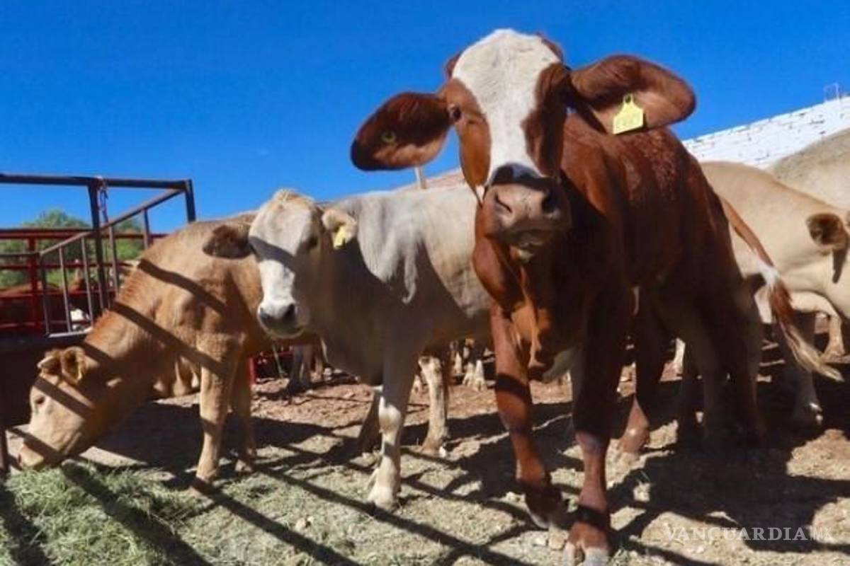 Abre EU paso al ganado mexicano a cambio de agua