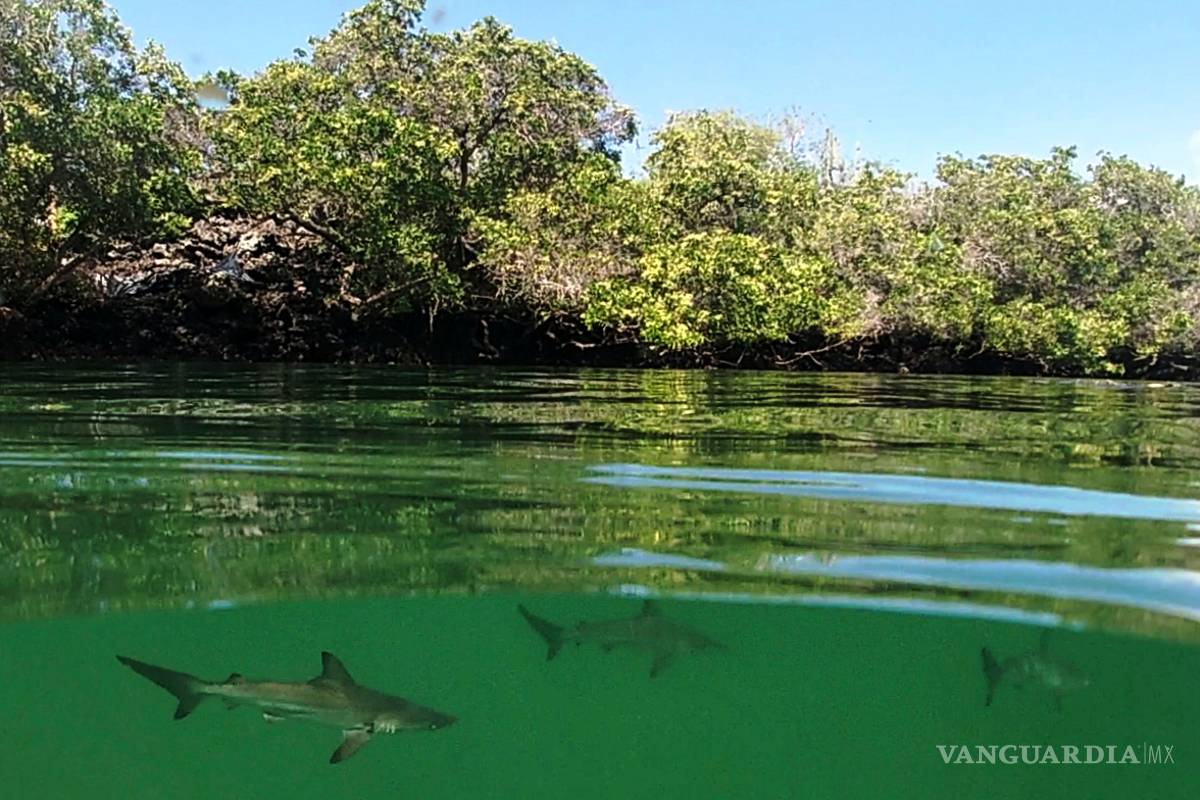Descubren en la islas Galápagos una nueva “guardería” de tiburones