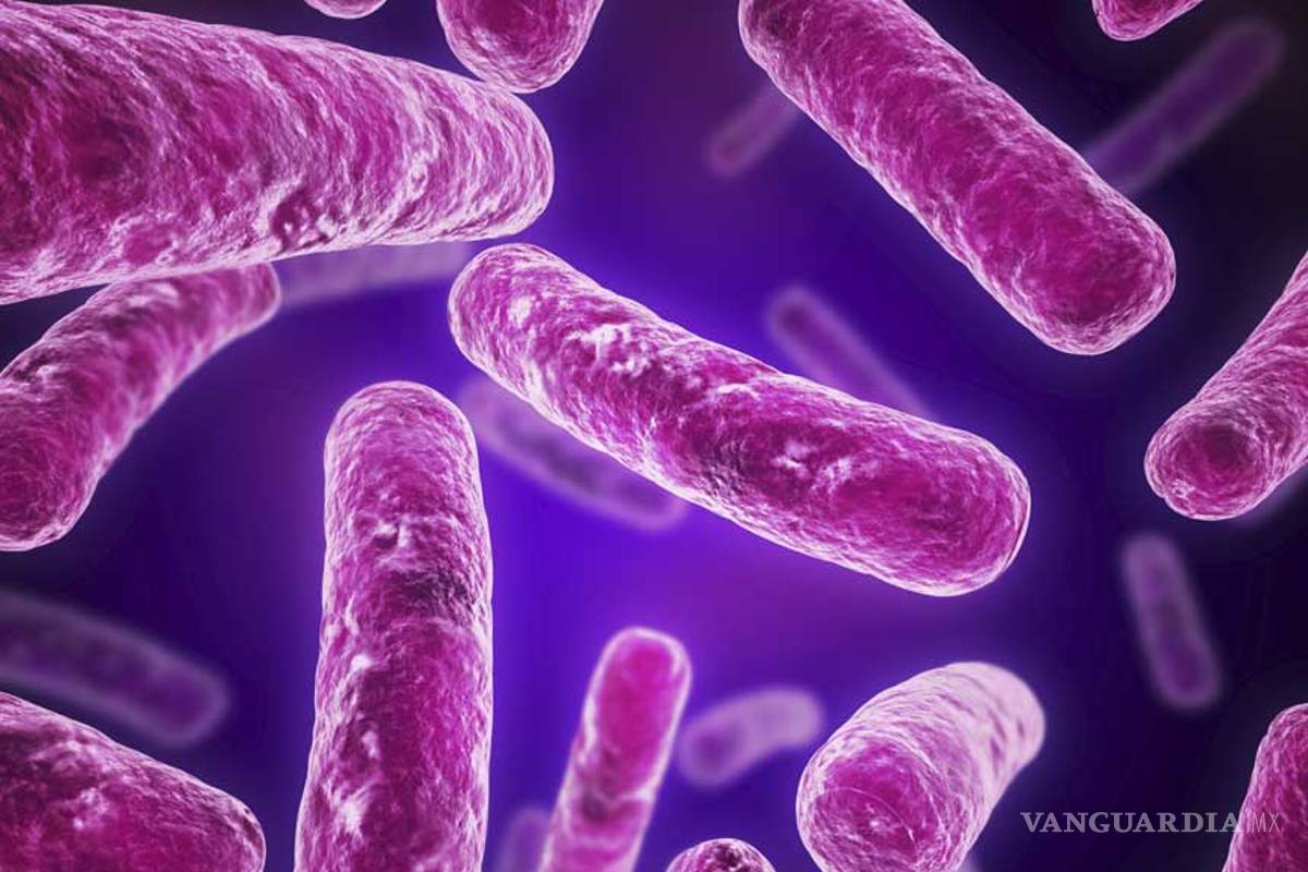 E. Coli: La bacteria peligrosa