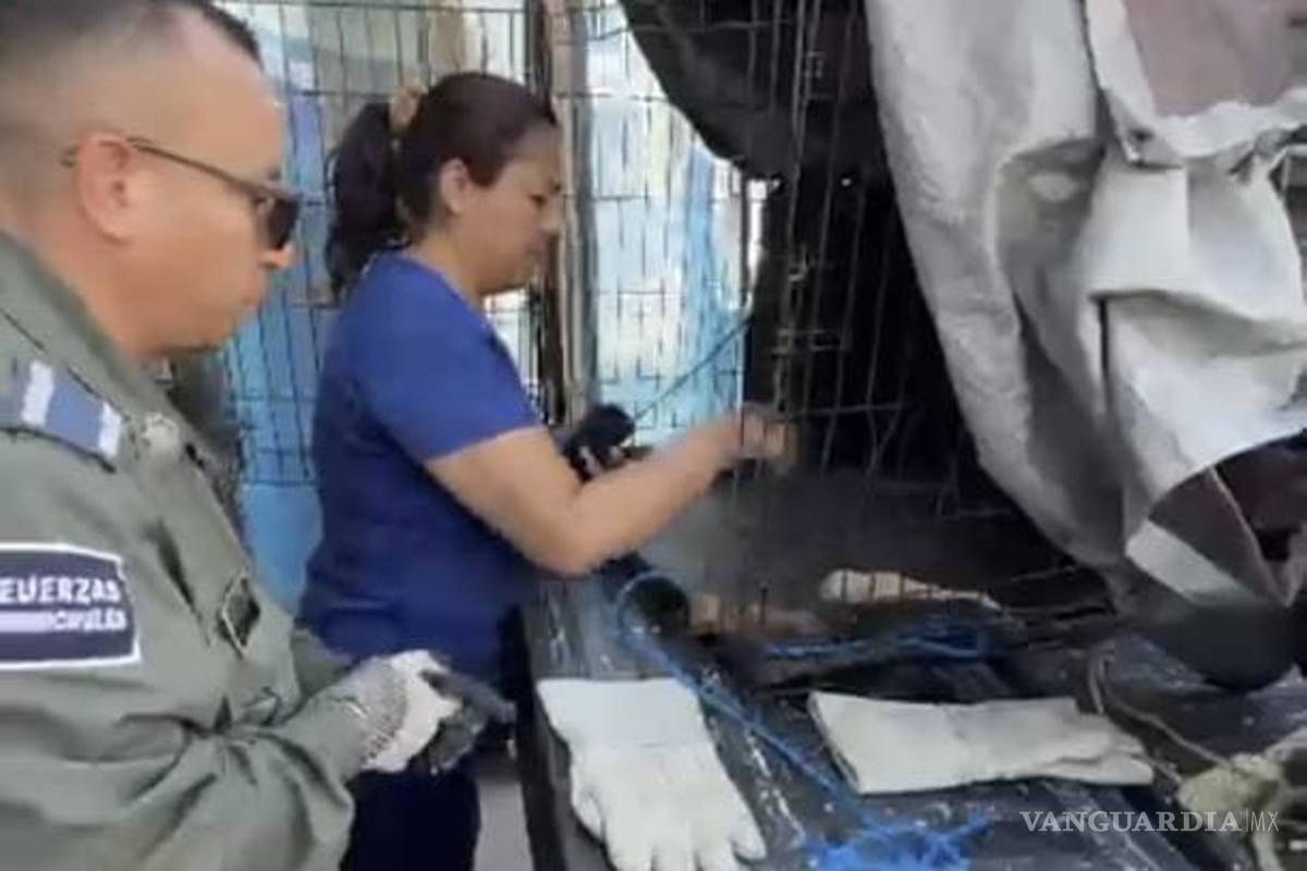 $!Personal de la Policía Ambiental llevó a los cachorros a una veterinaria.