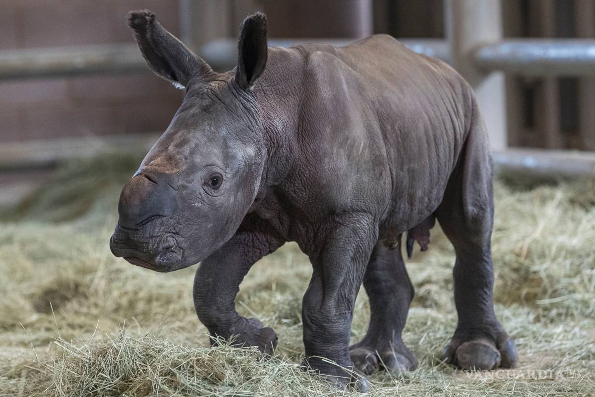 $!Rinoceronte nace por inseminación artificial en California, el primero en Norteamérica