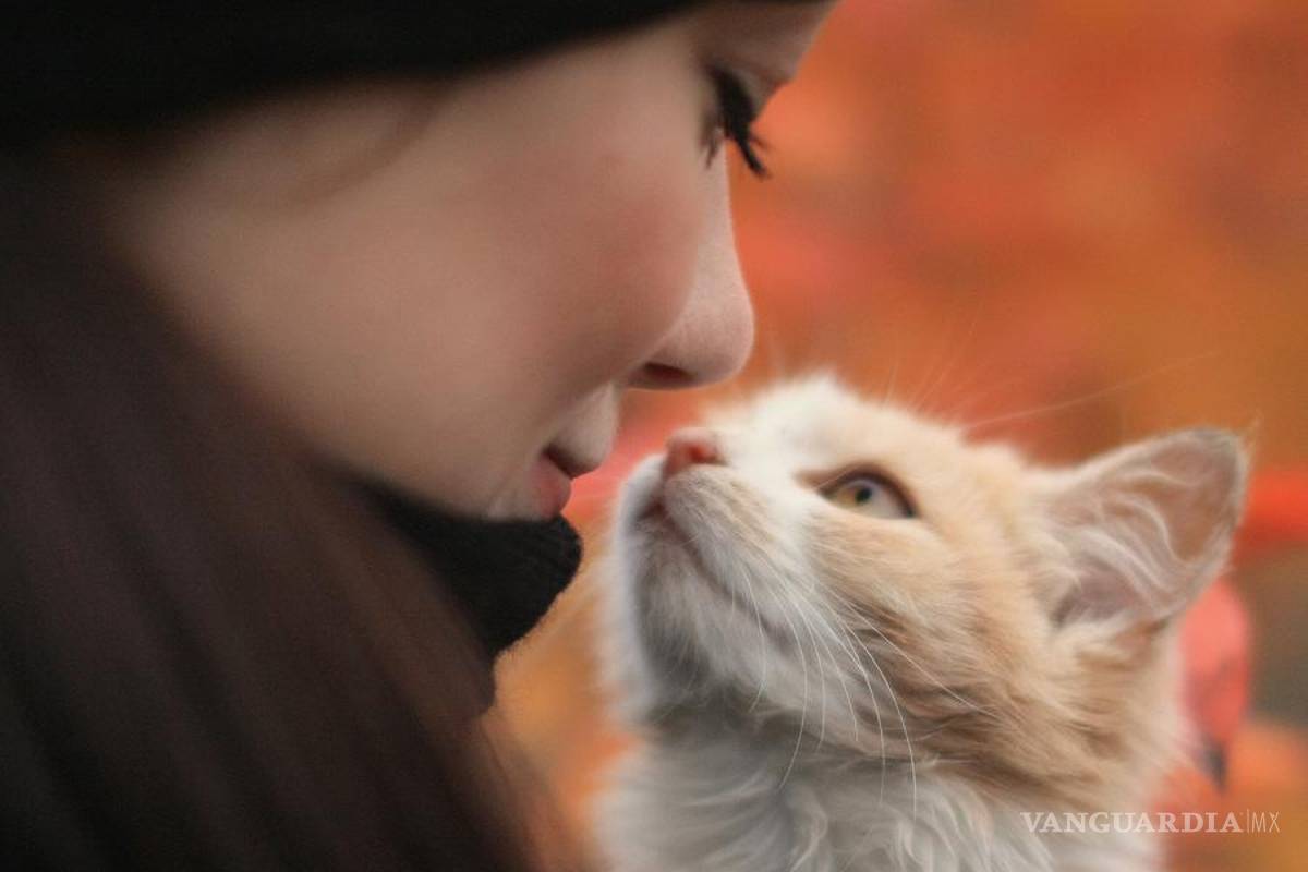 Las personas con gatos son más inteligentes... si tienes perros esto no te va gustar