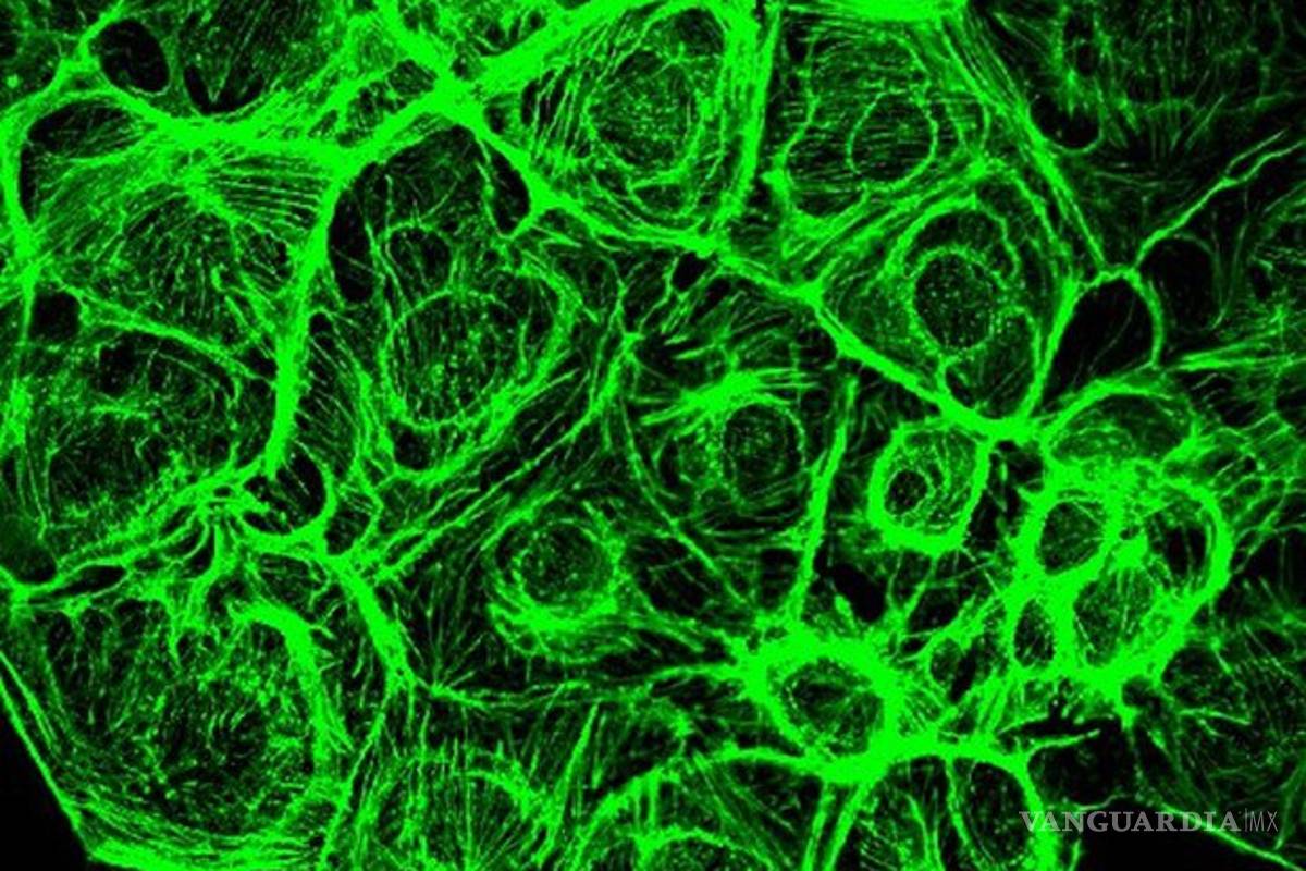 Descubren a la aliada silenciosa de los tumores