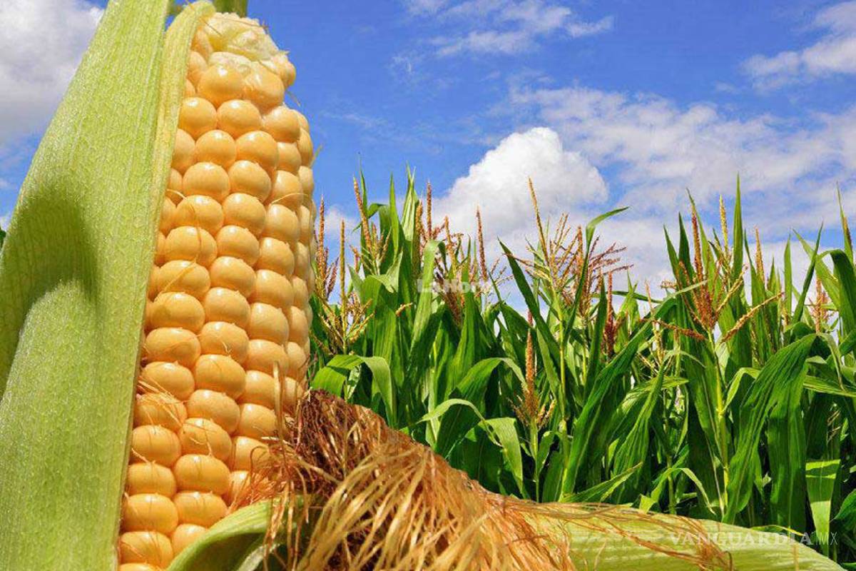 Necesario subir 70% la producción de alimentos por crecimiento demográfico