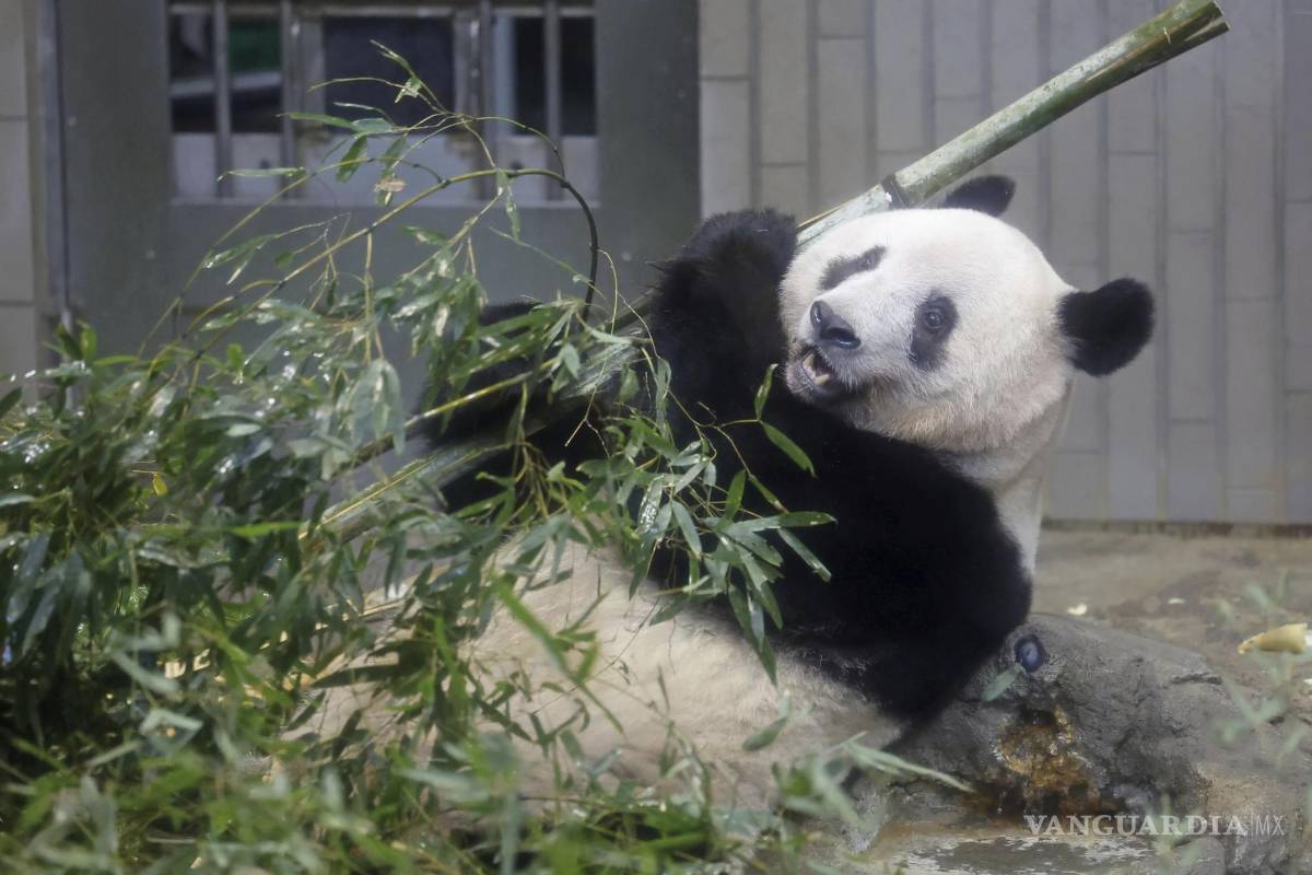 $!Este panda será llevado el próximo martes a China.