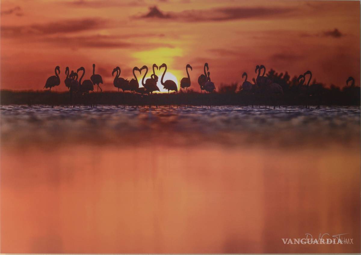 $!Muestra 'Aves de México' evidencia el colorido mosaico que esta especie crea en nuestro país