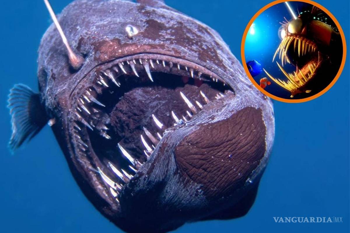 Fotografían Diablo Negro en mar de España: Así es el pez abisal que aparece en la película ‘Buscando a Nemo’