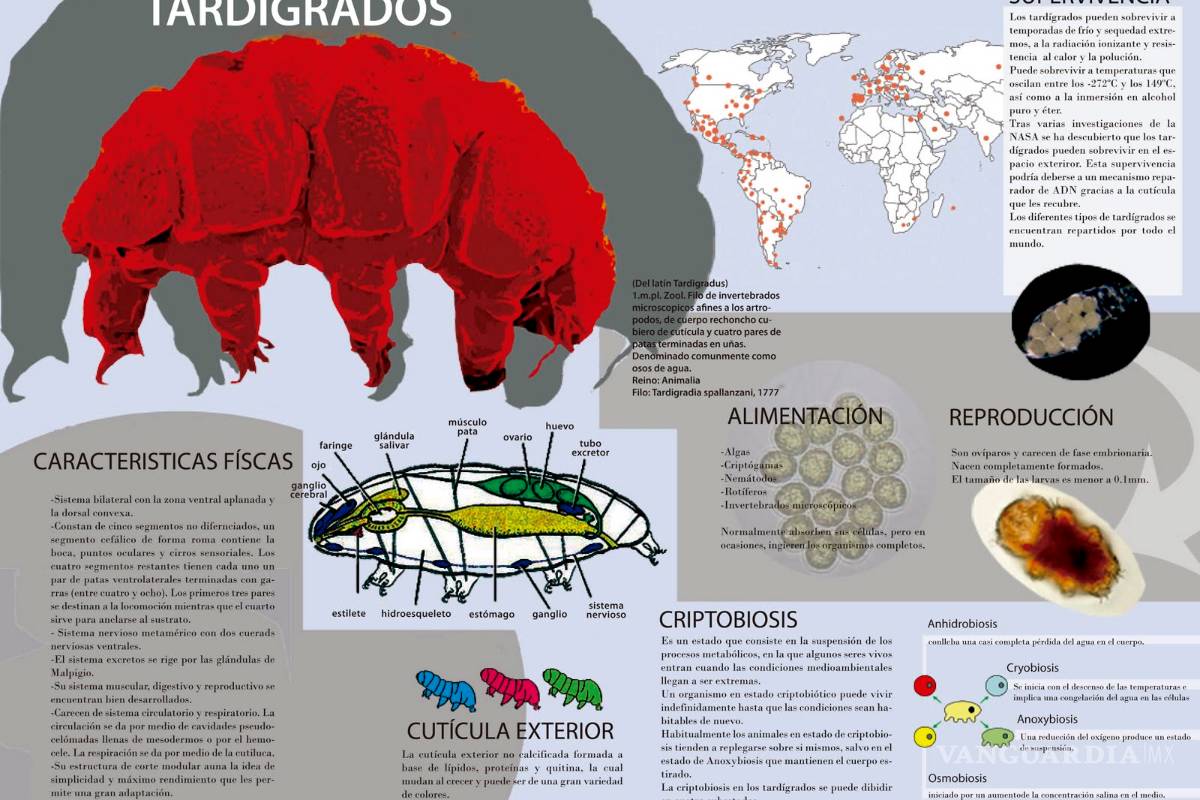$!Una nave espacial israelí se estrella en la luna, ¡y ahora hay miles de tardígrados por todos lados!