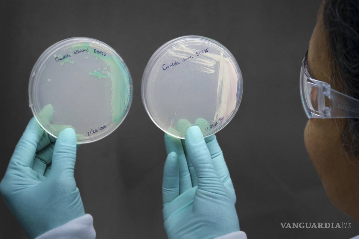 La OMS elabora una lista de los principales hongos que amenazan la salud