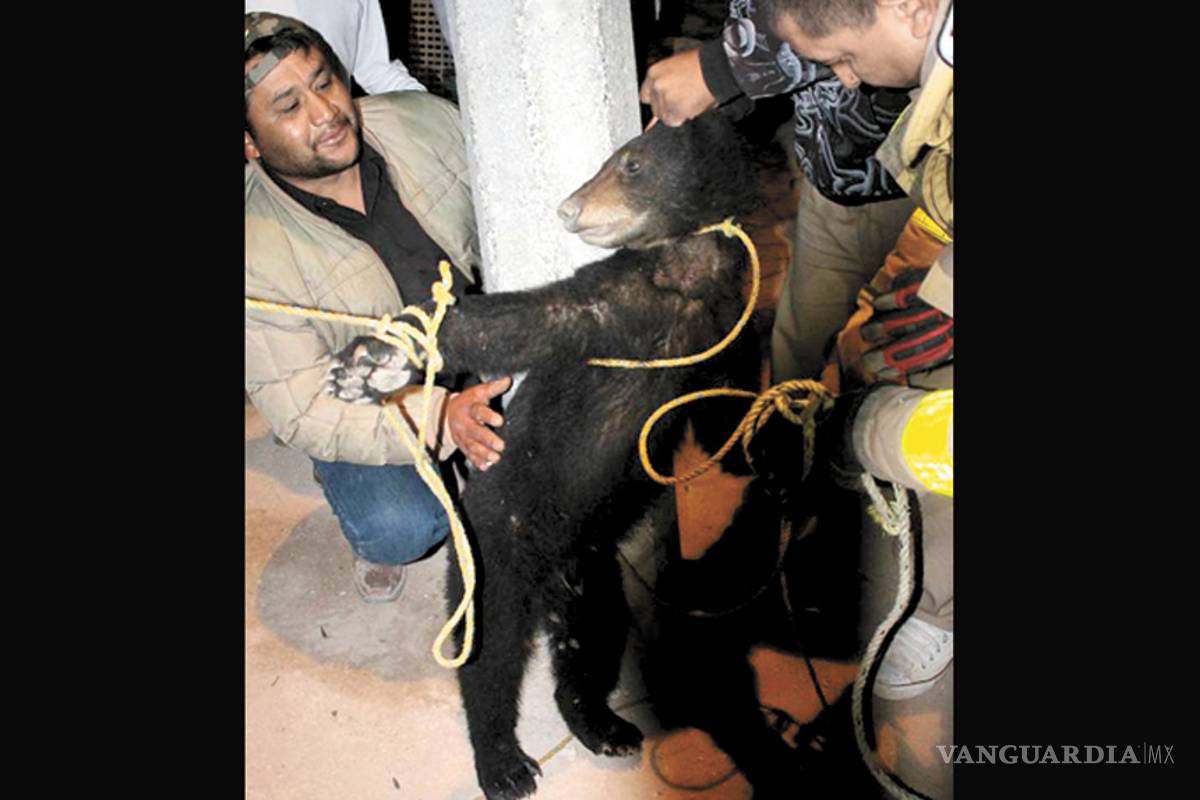 Liberan a oseznos capturados en los límites de General Cepeda y Parras