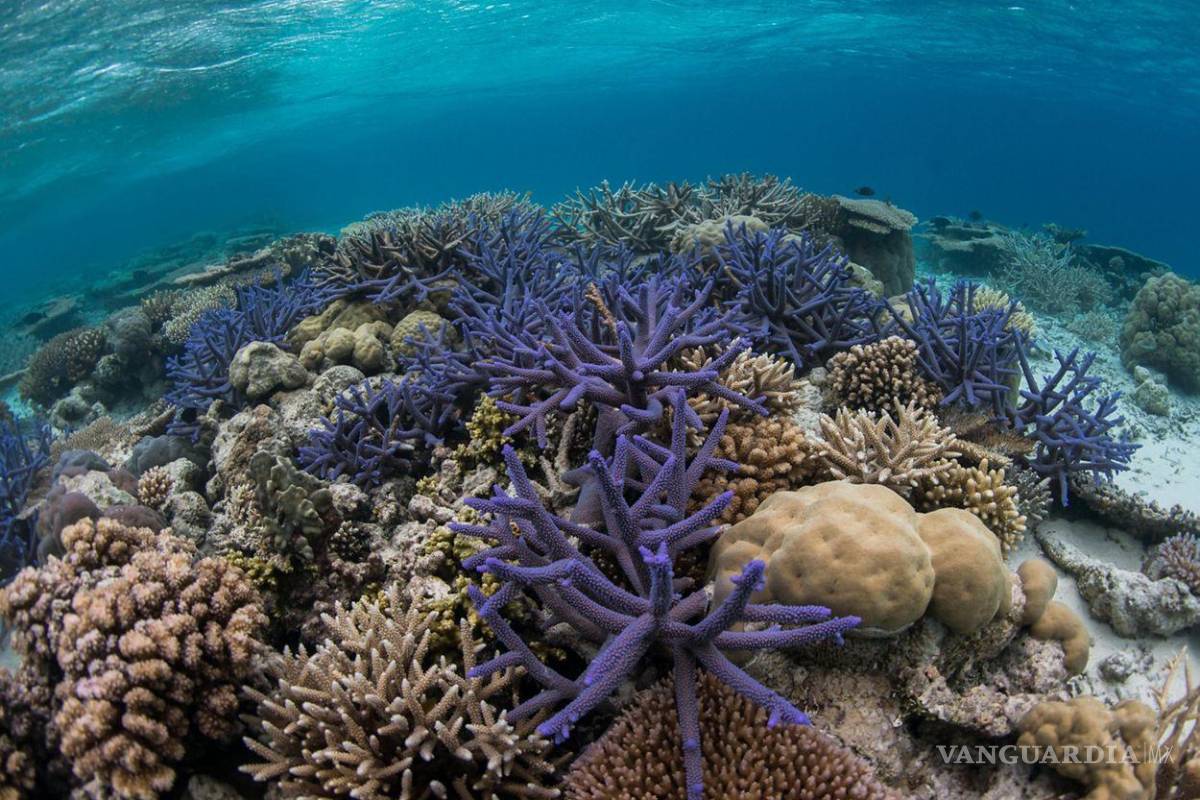 Adoptan países de ONU nuevo tratado para proteger los océanos