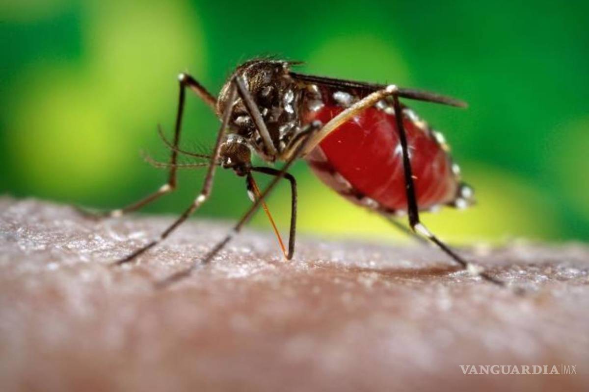 No solo el coronavirus... dengue, zika y sarampión amenazan la salud de los mexicanos