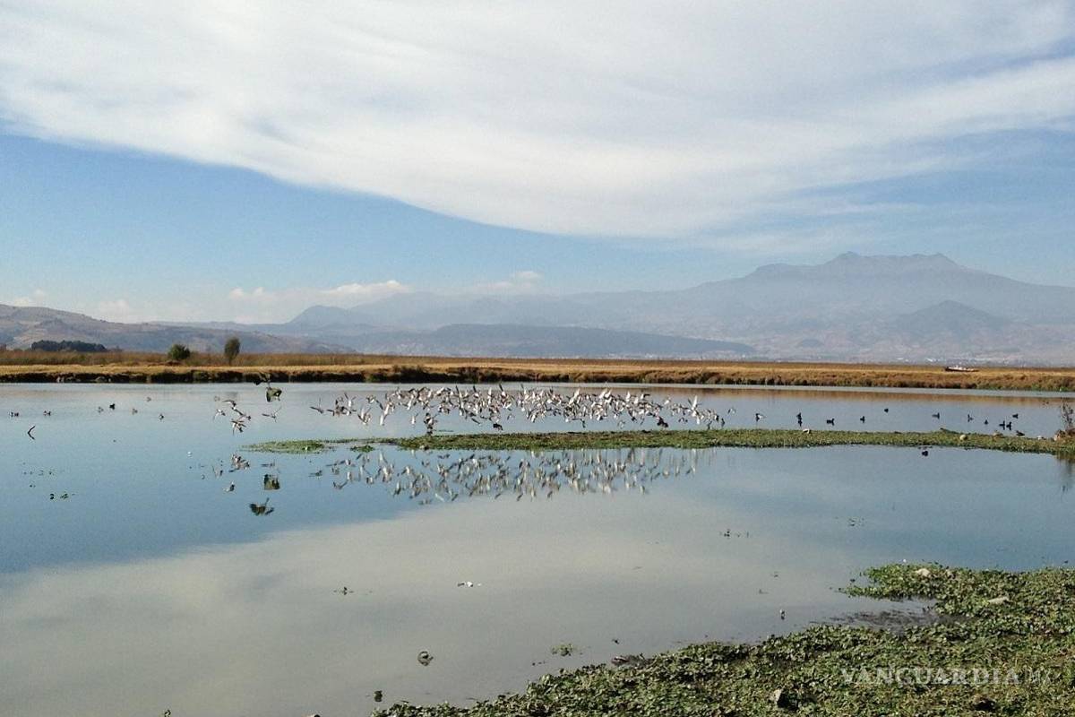 Temen ‘estalle’ nueva pandemia desde México; rastrean virus de la gripe aviar