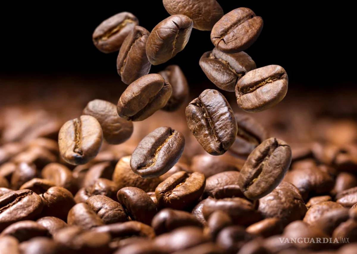 $!Granos de café Geisha recien tostado. Para los geishas el precio base es de 100 dólares por kilogramo y para los varietales 60 dólares.