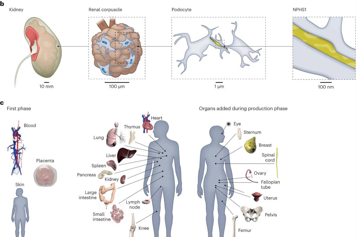 Presentan un nuevo atlas del cuerpo humano a nivel celular para entender mejor la salud y la enfermedad